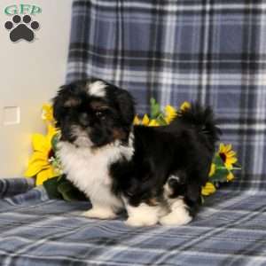 Buster, Shih Tzu Puppy